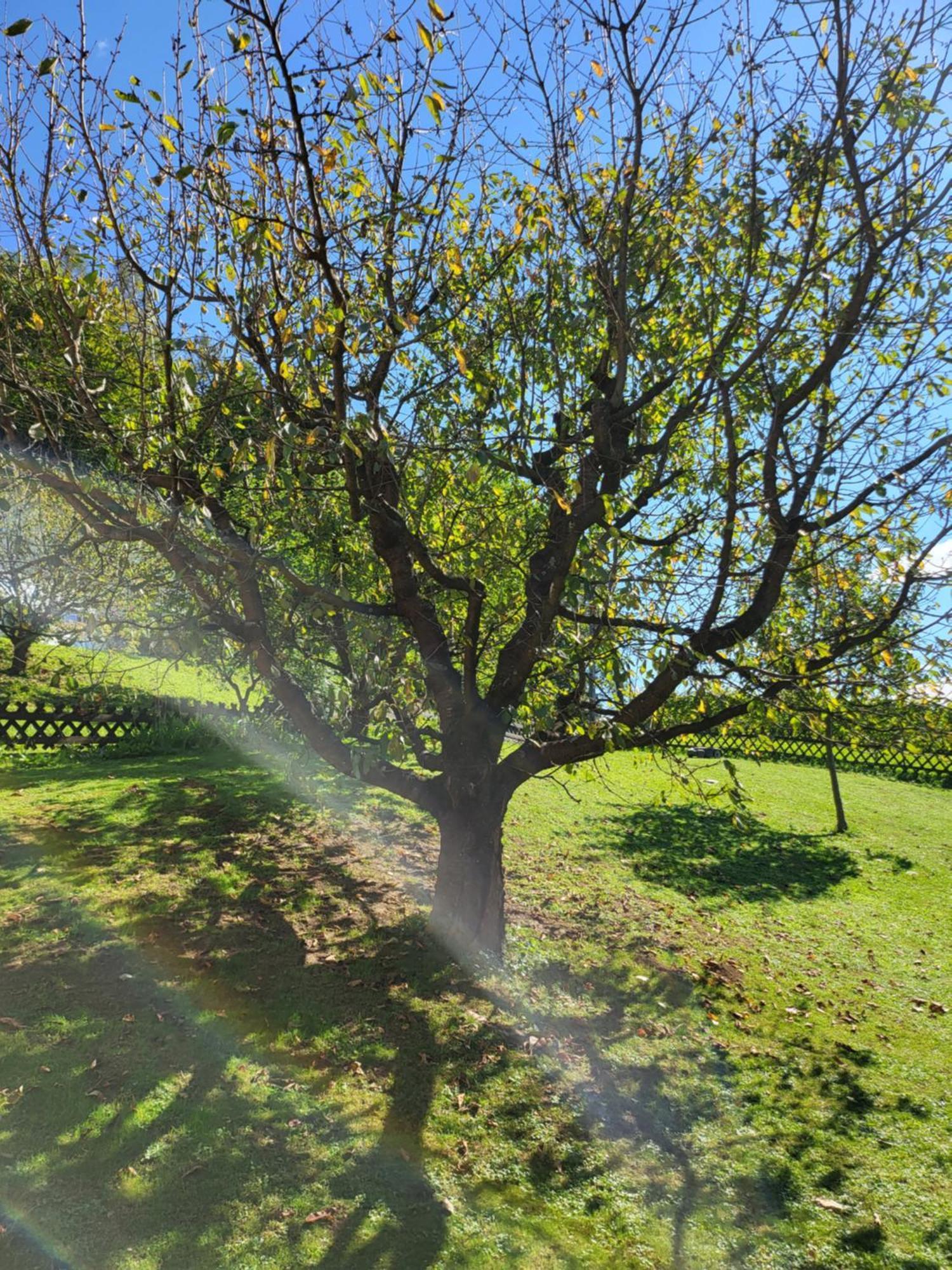 Ferienhaus Zangl Am Seggauberg - Suedsteiermark Лайбниц Екстериор снимка